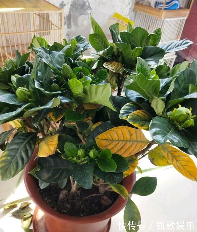 茉莉花|刚买的栀子花、茉莉花,哗哗掉叶子,学会3招,花苞又多又香