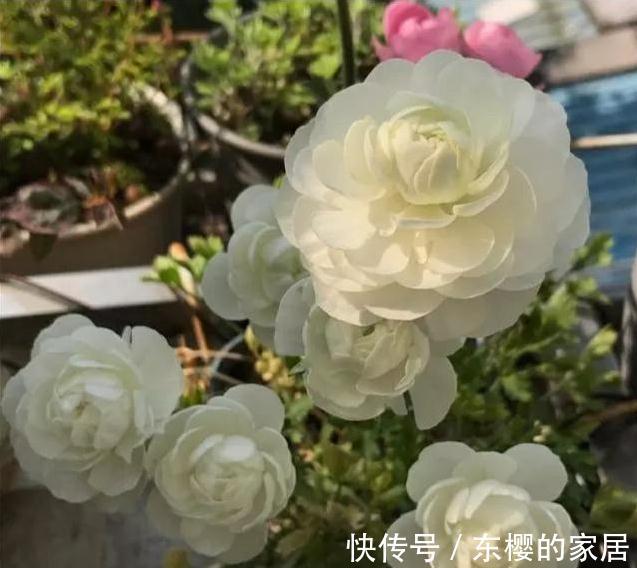 花期最长4种花，漂亮似牡丹，轻松一养就爆盆，不要错过
