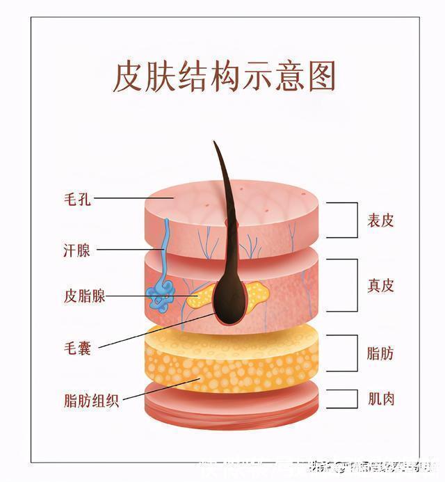 组成物|你多久搓一次澡，搓澡搓不对，可能加速皮肤老化
