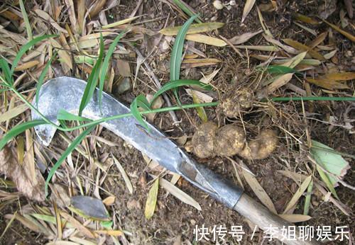 鸡头参|人参的兄弟农村到处都是,农民直接拿来生吃大补身体