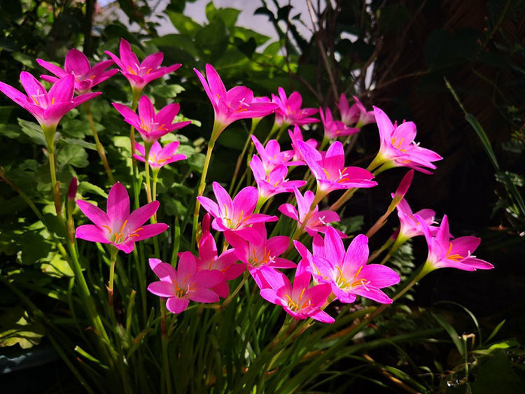 客厅多养这四款花,不仅有香味,还能净化空气,花开清新淡雅