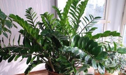 想养“镇宅树”就选它们，摘下叶片埋土里，蹭蹭长成幼苗盆栽！