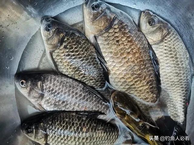 让鲫鱼都进护的酒米怎么做跟我学,省钱又给力