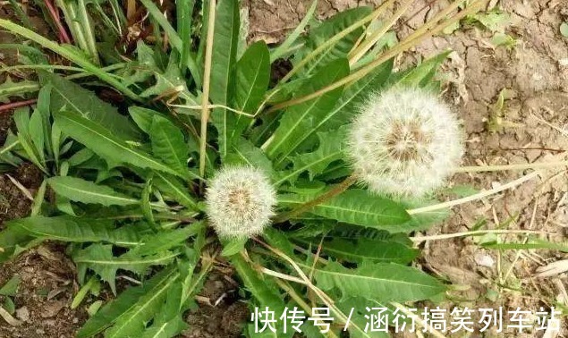 好处|立秋后，用蒲公英泡水，有五大好处，记住四个禁忌，常用三个搭配