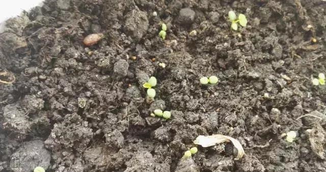 草莓这么贵就别买了,自己种一盆,1招让草莓又大又甜!