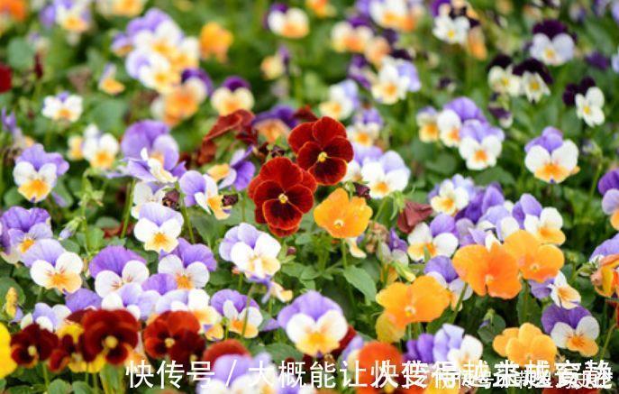 杨桃仔|家里就养5种花，耐旱又耐晒，开花红红火火，旺财又旺运！