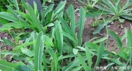 花百科|天冷就吃这种“野菜”,种子撒一把,30天长成一盆