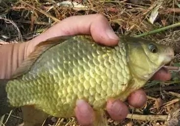 野钓鲫鱼浮漂怎样看，为什么送高漂，提竿却不中鱼？