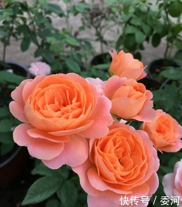 四季都开花,花期长,易养活,阳台养花的首选