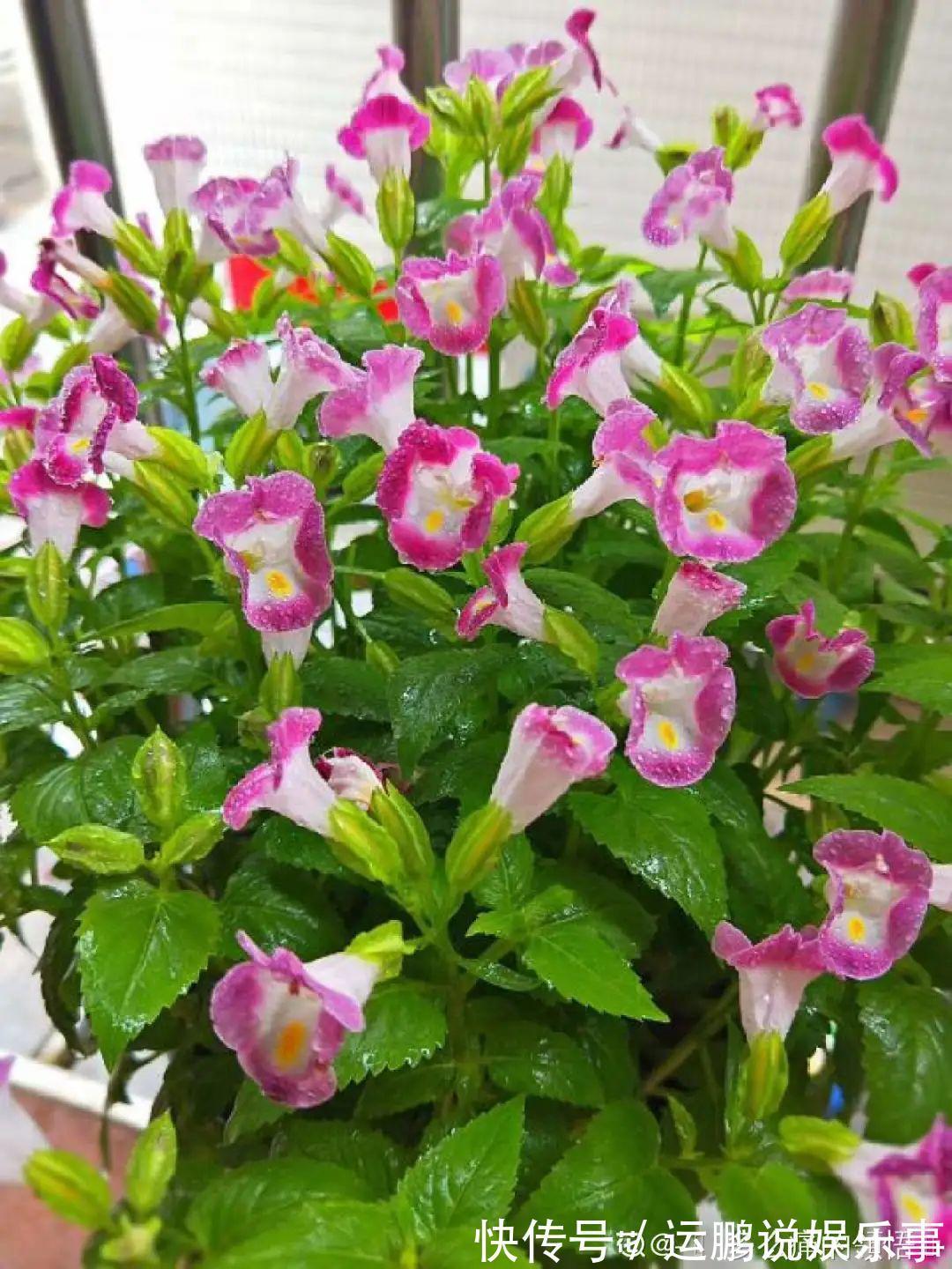 三角梅|30种夏天花,热不死、晒不死,大半年都开花,还没病虫害