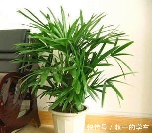 盛夏养盆棕竹在室内,耐阴好养清凉清新还有南国风情!