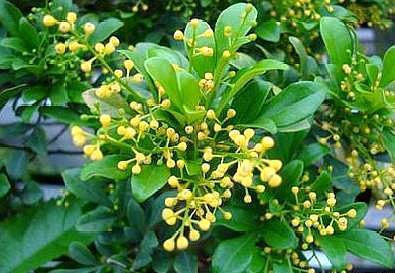 “阿司匹林”养米兰这样养，才能让它四季开花，生长不间断