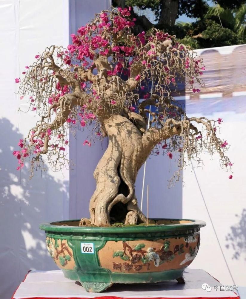 盆景,到底玩什么?