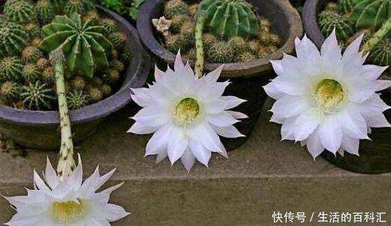 浇水|这四种绿植,十天半个月可以不浇水,爆芽、疯长到盆都装不下!