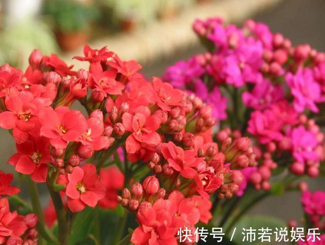 松果|君子兰肥到流油,长寿花开不断,原来他用了1个小方法!