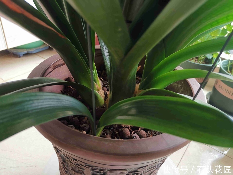 秋天给君子兰“追1种肥”,花盆里冒出“二胎”新芽,赚大发了