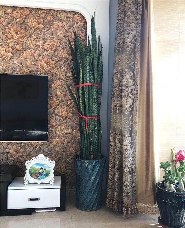 吴大妈养花有诀窍,家里虎皮兰、芦荟1人高,还能开花