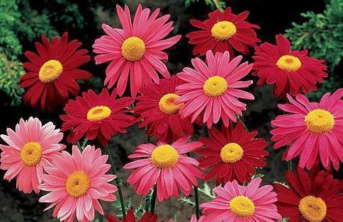 新手养花,在家里养一盆花中精品,远离“蚊虫”,轻松一整天!