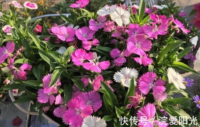 这种花不怕冷不怕晒,沾土就能活,每年开花挤爆盆