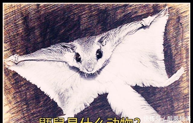 出场|海贼王979话负责凯多日程安排的女秘书出场,是飞鼠果实能力者