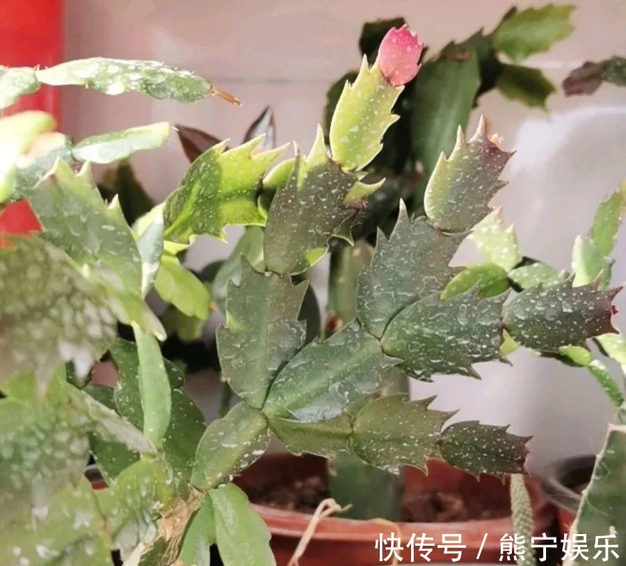 这花开完叶子就变皱赶紧修剪、施肥,不然长不大!