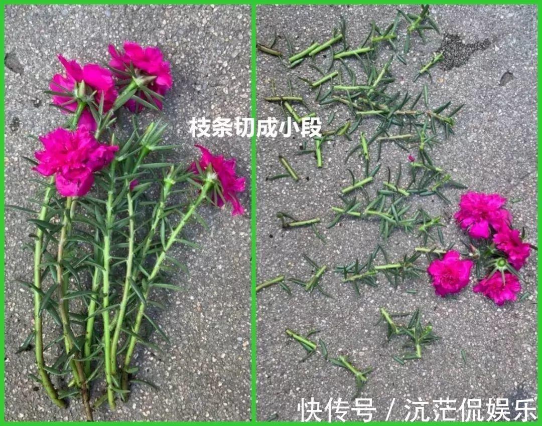 花花|不怕热不怕晒的花,切碎扔土里就活,大写的服!