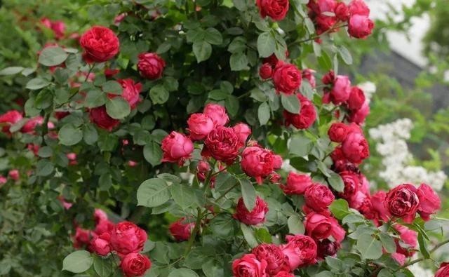 新手必入|对于月季花,我只服此4种,各有各的优,各有各的美