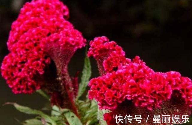 鸡冠花想“爆花”淘米水加点“渣”,花朵似蒲扇,开成一片花海
