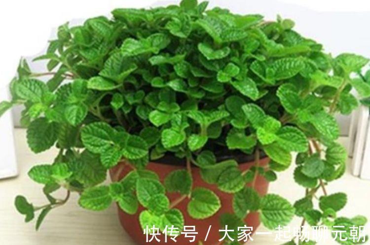 谁见了都喜欢的4种花,好养又漂亮,花香四溢飘满屋,美爆了