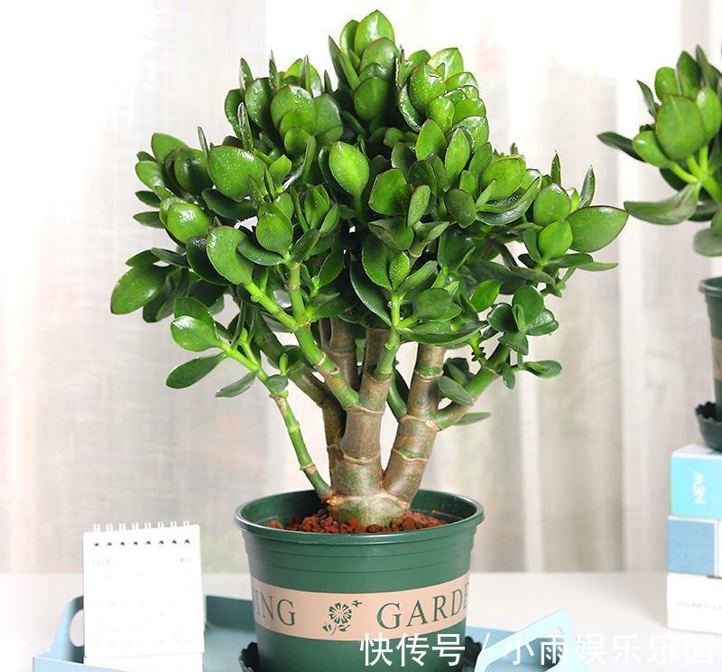 家里不要乱养花！6种养人花，吸废气制氧气，还有旺家的好寓意