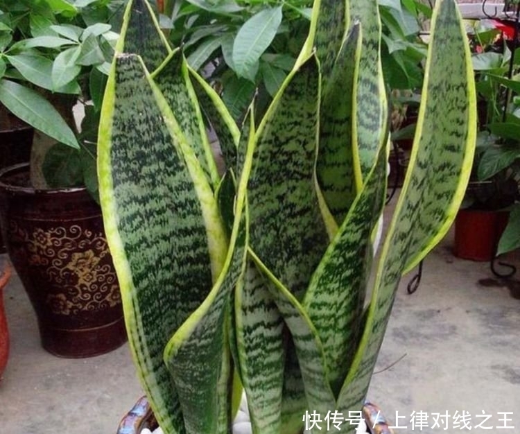 3种花最适合懒人养,越不管长得越旺,管的勤快黄叶又烂根