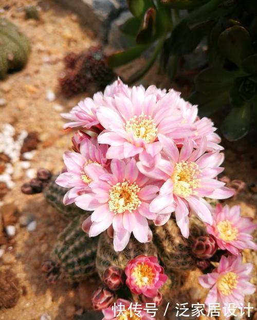 颜值|3种漂亮花,颜值高又勤花,好养护花朵美,适合新手!