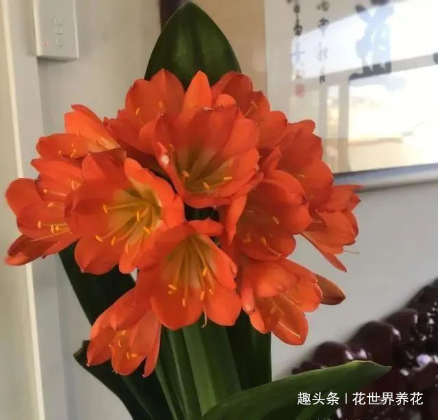 养君子兰，摆放有讲究，错放4位置，叶片发黄打蔫长不好！