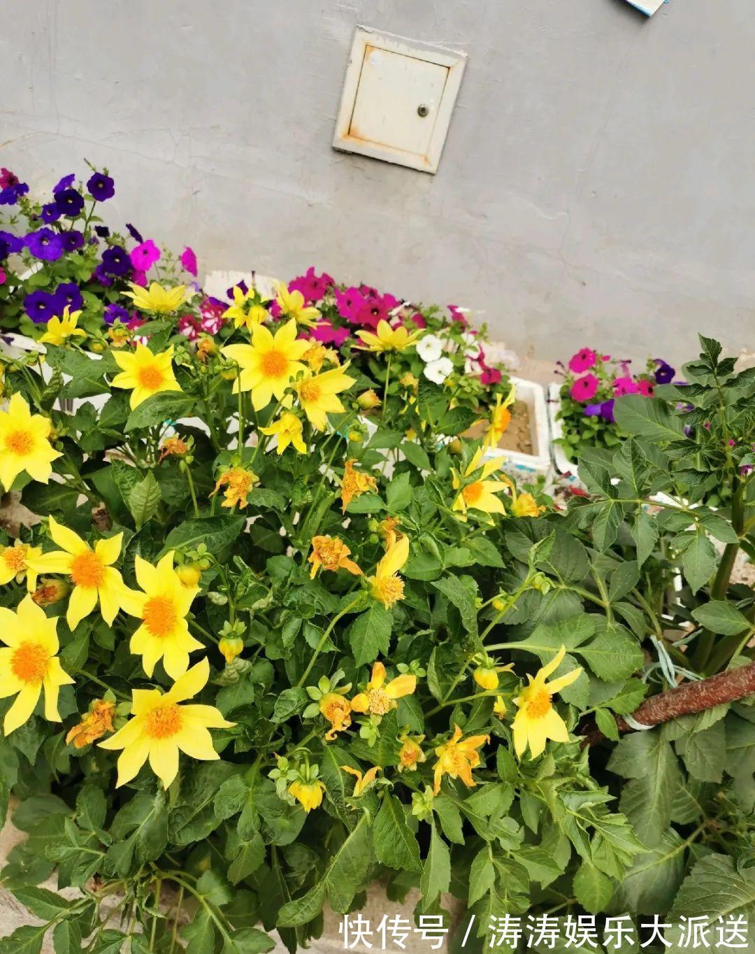 70岁老妈,一天也闲不住,院子里种满了花!