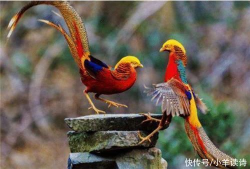 美国的国鸟是鹰,法国是雄鸡,那中国国鸟是啥