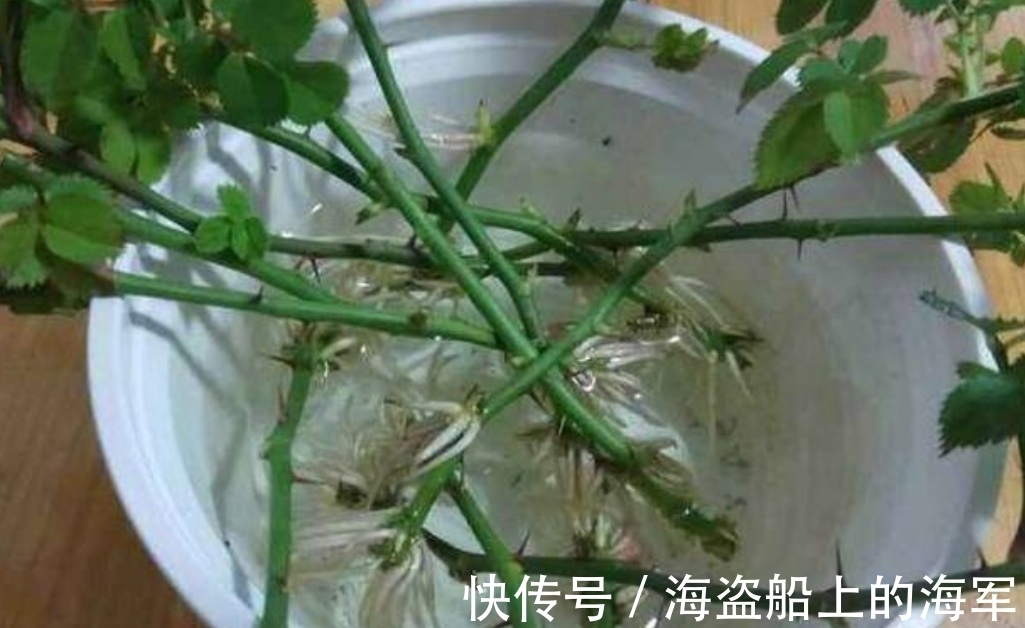 扦插|生根剂不用买,3种小东西做成生根水,也能使插穗快速生根
