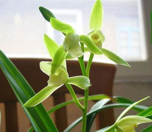 出芽率“最高”的兰花,花苞又大又香,花色珍贵,新手也能养好