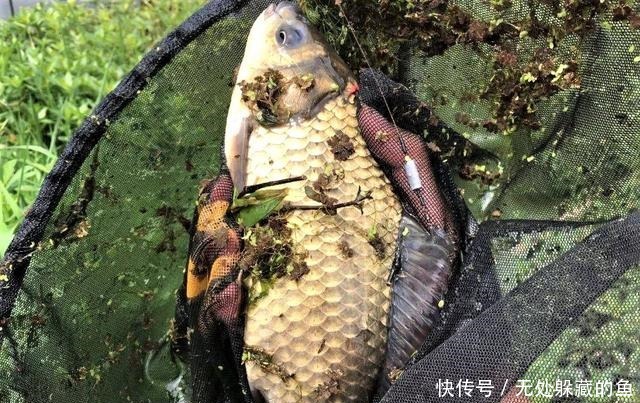 翻倍|夏季天热大鱼都躲在哪里找准几处鱼道野钓，渔获量翻倍！