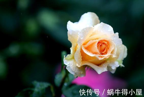 北方地区|北方种月季就是比南方好养又好看,别不服气,三个原因摆在这里
