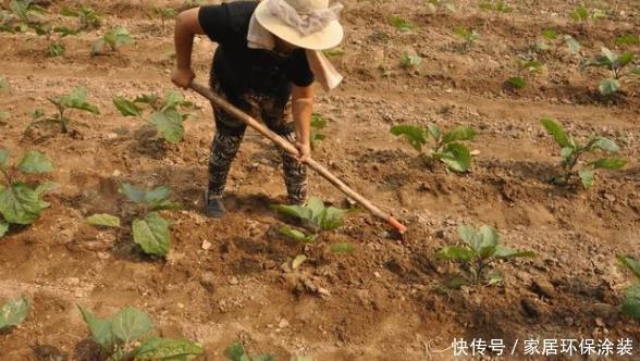 高效|茄子只开花不结果，不仅仅是因为缺硼，了解全部诱因高效解决问题