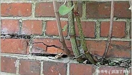 虎杖|房前屋后看见这草,赶紧连根除掉,要不然有大麻烦!