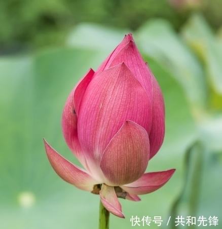 桃花|进入年底,4属相迎来好运,桃花旺盛,事业进步,生活顺心如意