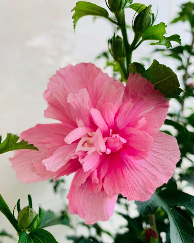 农村常见的花,摘下来还能做菜吃,味道比鸡肉还鲜美