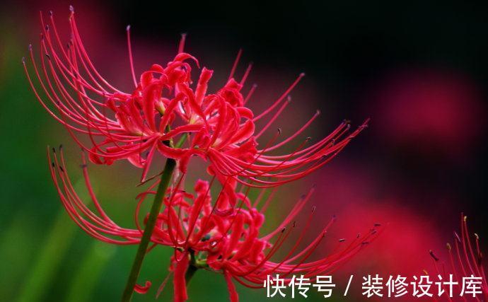 5种“漂亮花”，被名字耽误了一生，花开艳丽，却怕它“不吉利”