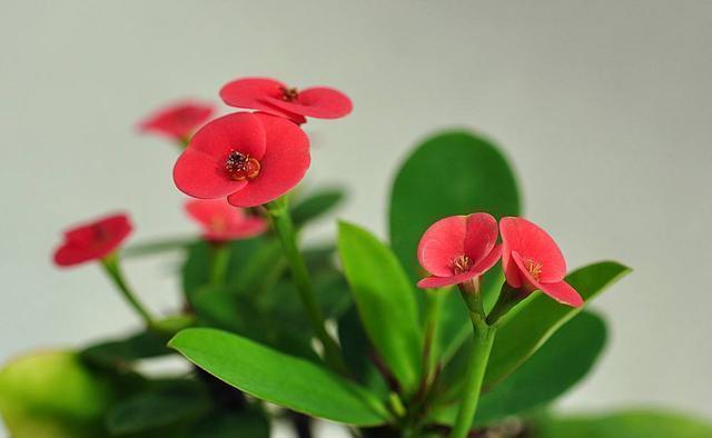 种花|这10种花花期超长又好养,你都知道吗?