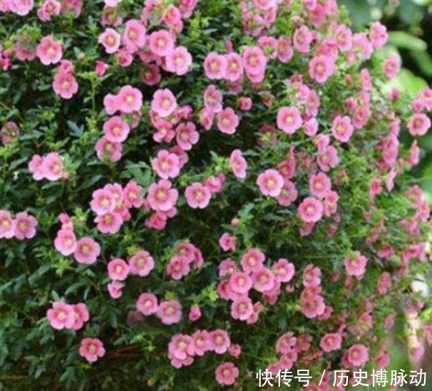 美的|几款花卉超美的,养护起来也很简单,浇点水就呼呼长