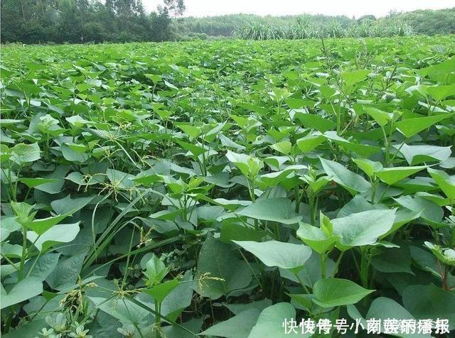 茎部|此种野菜，很多人只在意它的根，殊不知它的叶子更美味，到底是啥