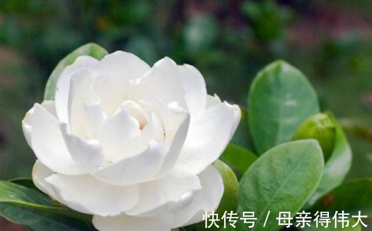 盆栽栀子花枯萎怎么办，根据具体情况做些补救措施