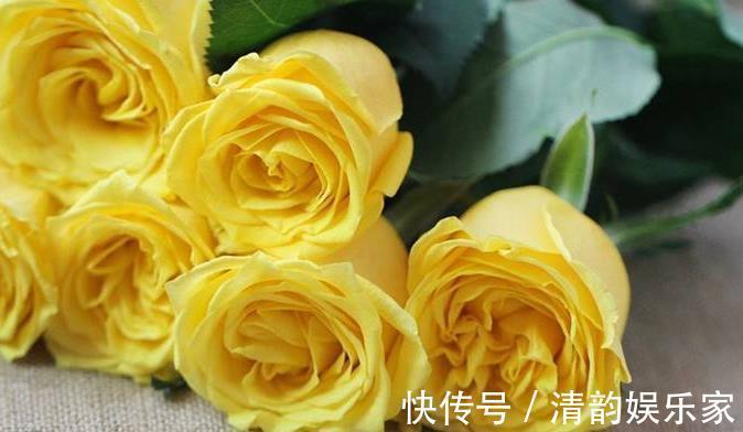 菊花|喜欢菊花，不如养盆“精品玫瑰”金香玉，花开金碧辉煌，高贵优美