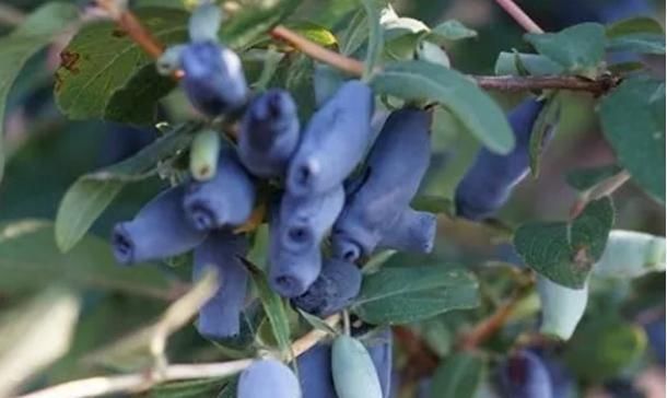 农民|过去农民用它酿酒,如今用来榨汁,人称“饮料之王”,5元一杯